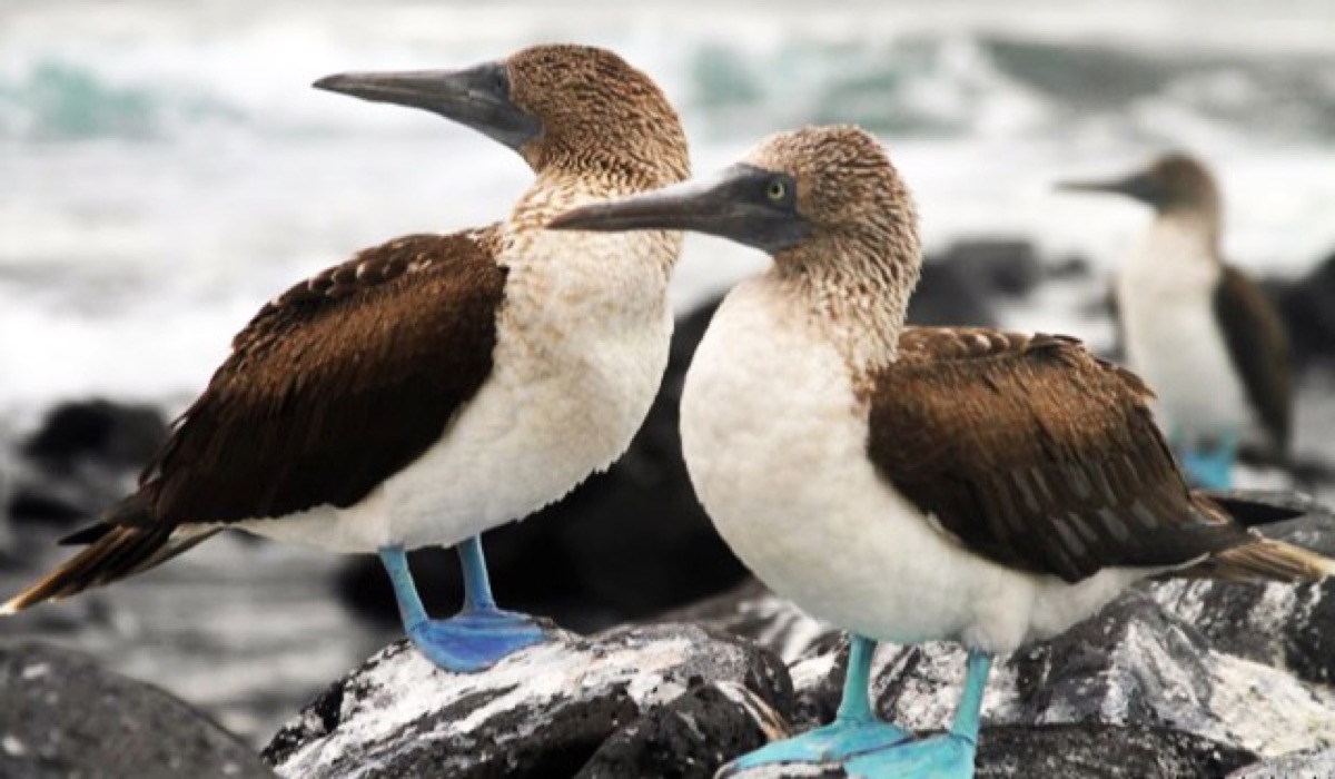 Galápagos