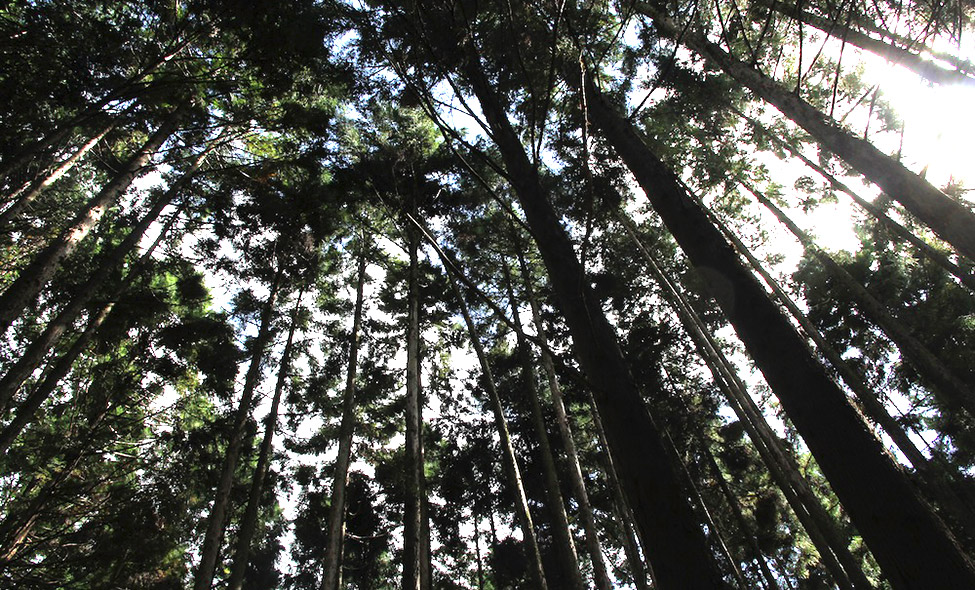 Nas florestas do Kumano Kodo. Foto: Fabiana Atallah