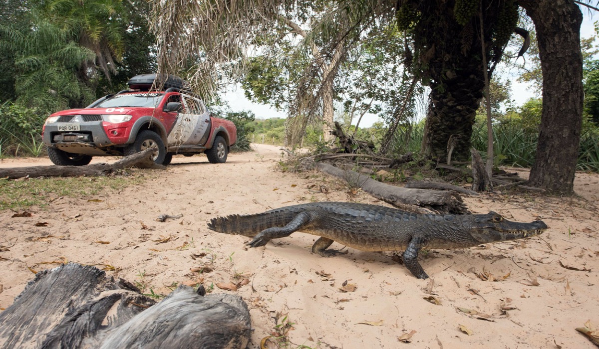 Pantanal, It's an eden!