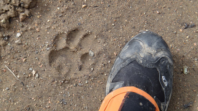A pegada de Puma na trilha " Foto: Guilherme Cavallari