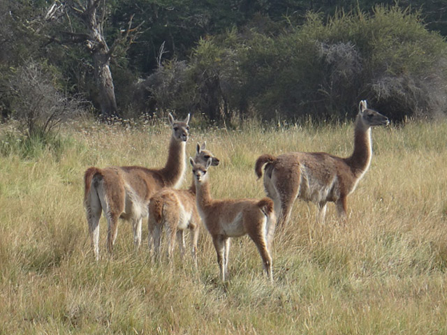 Guanacos no Valle Chacabuco " Foto: Guilherme Cavallari