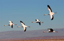 Flamingos