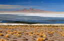 Salar de tara