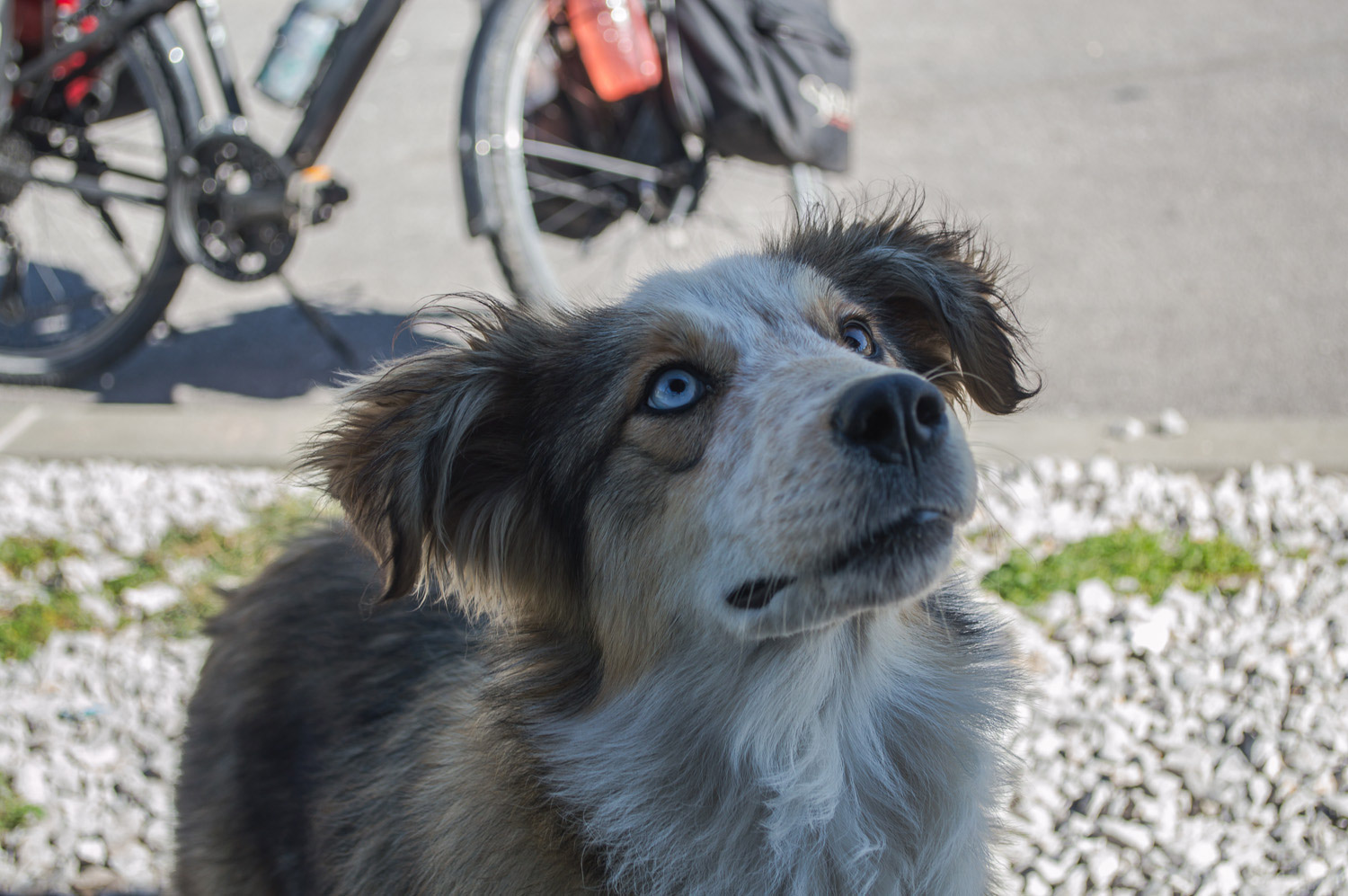 Dá para acreditar que esse cachorro é de rua?