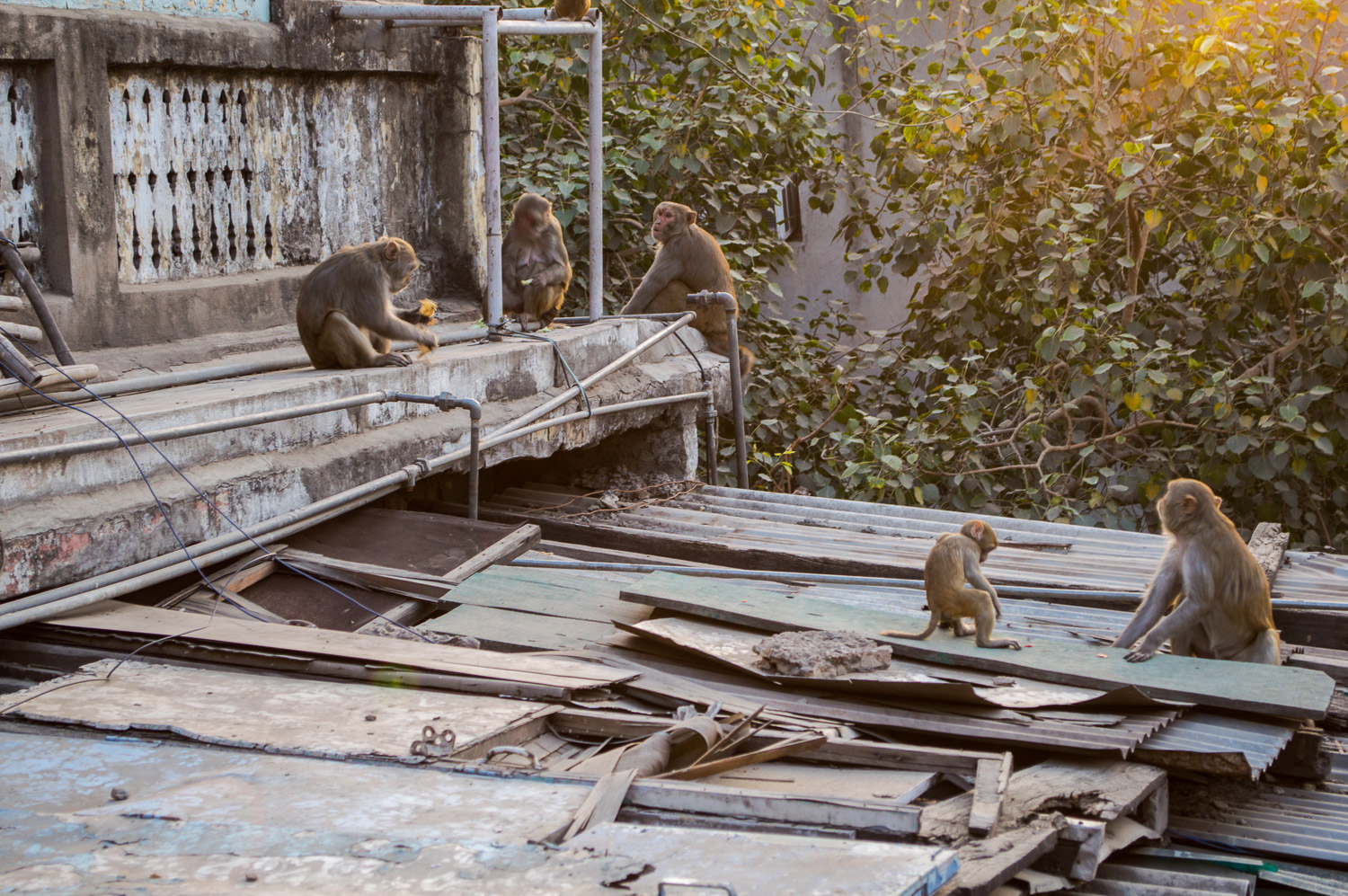 Macacos na guest house.
