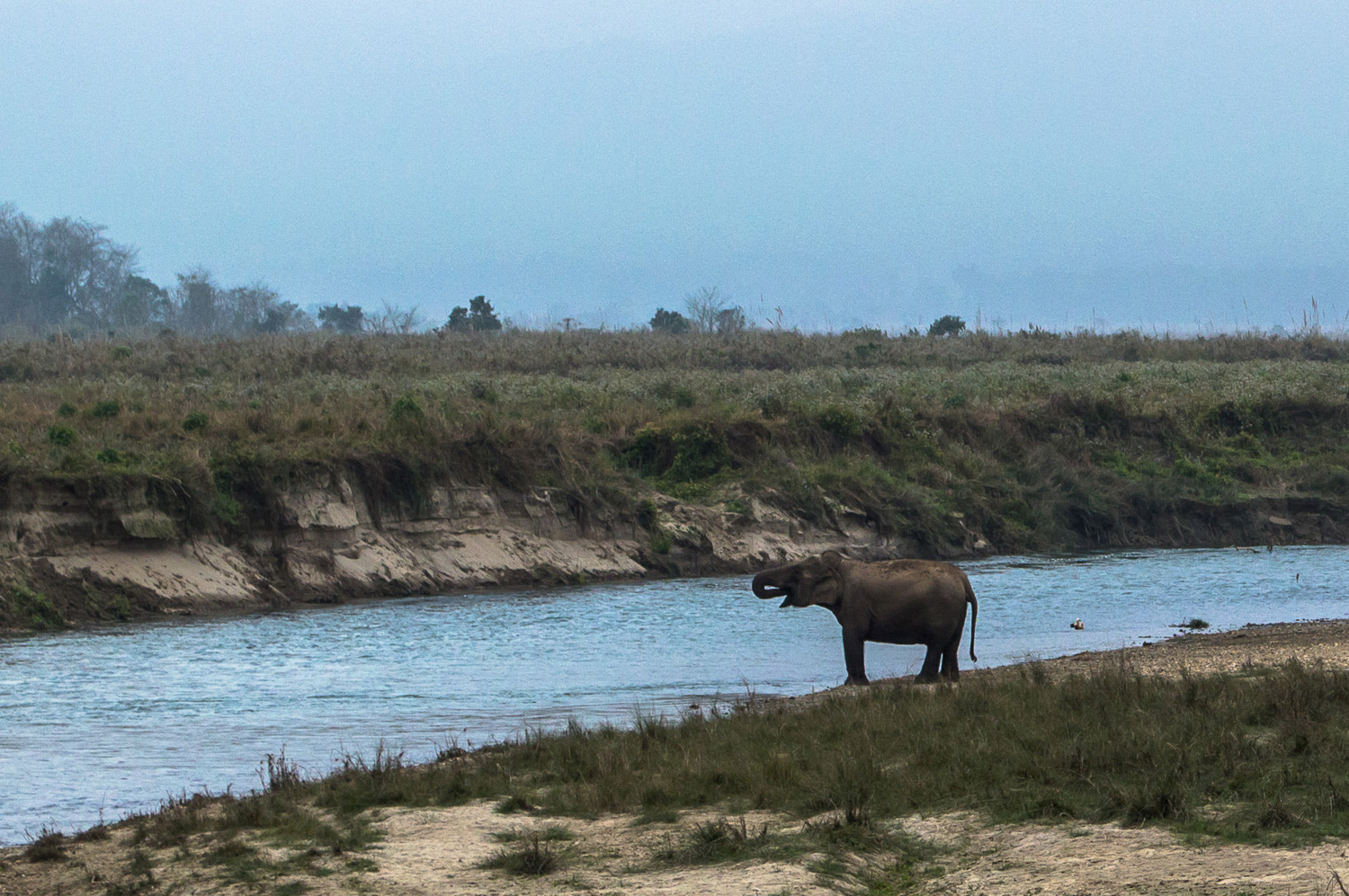 Elefante selvagem.