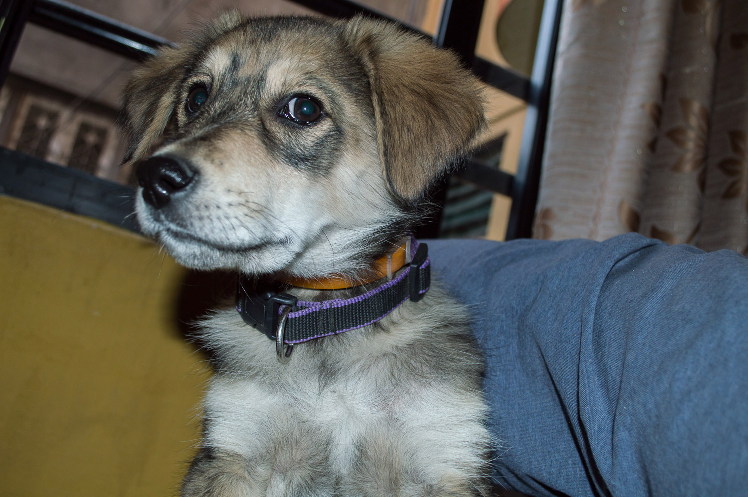 Danfu, o cãopeta.