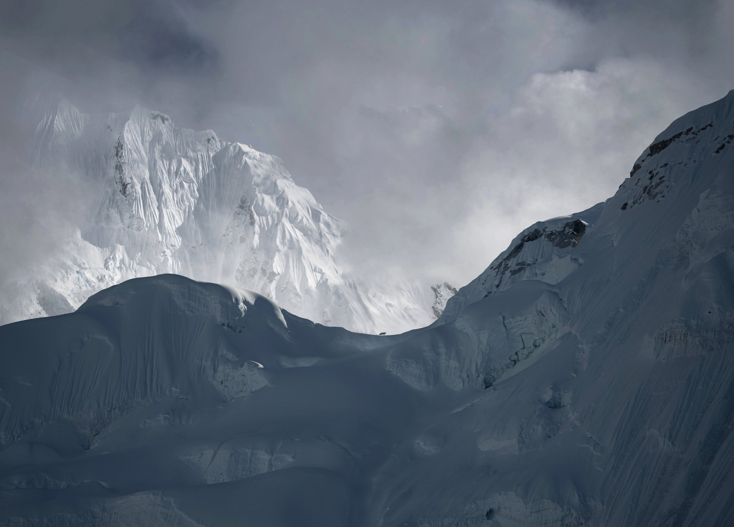 Suposta imagem de leopardo das neves próximo ao Everest