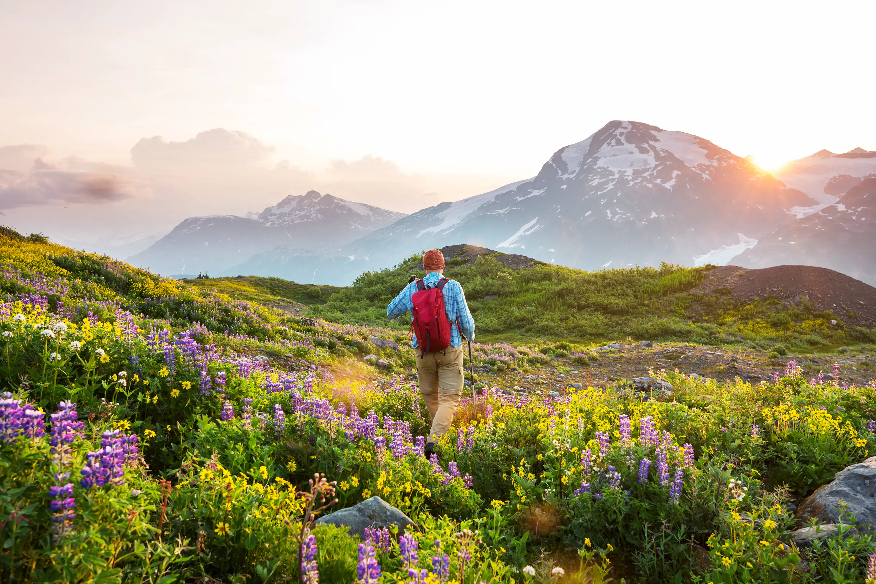 Caminhante atravessa um campo de flores diante de montanhas nevadas ao pôr do sol