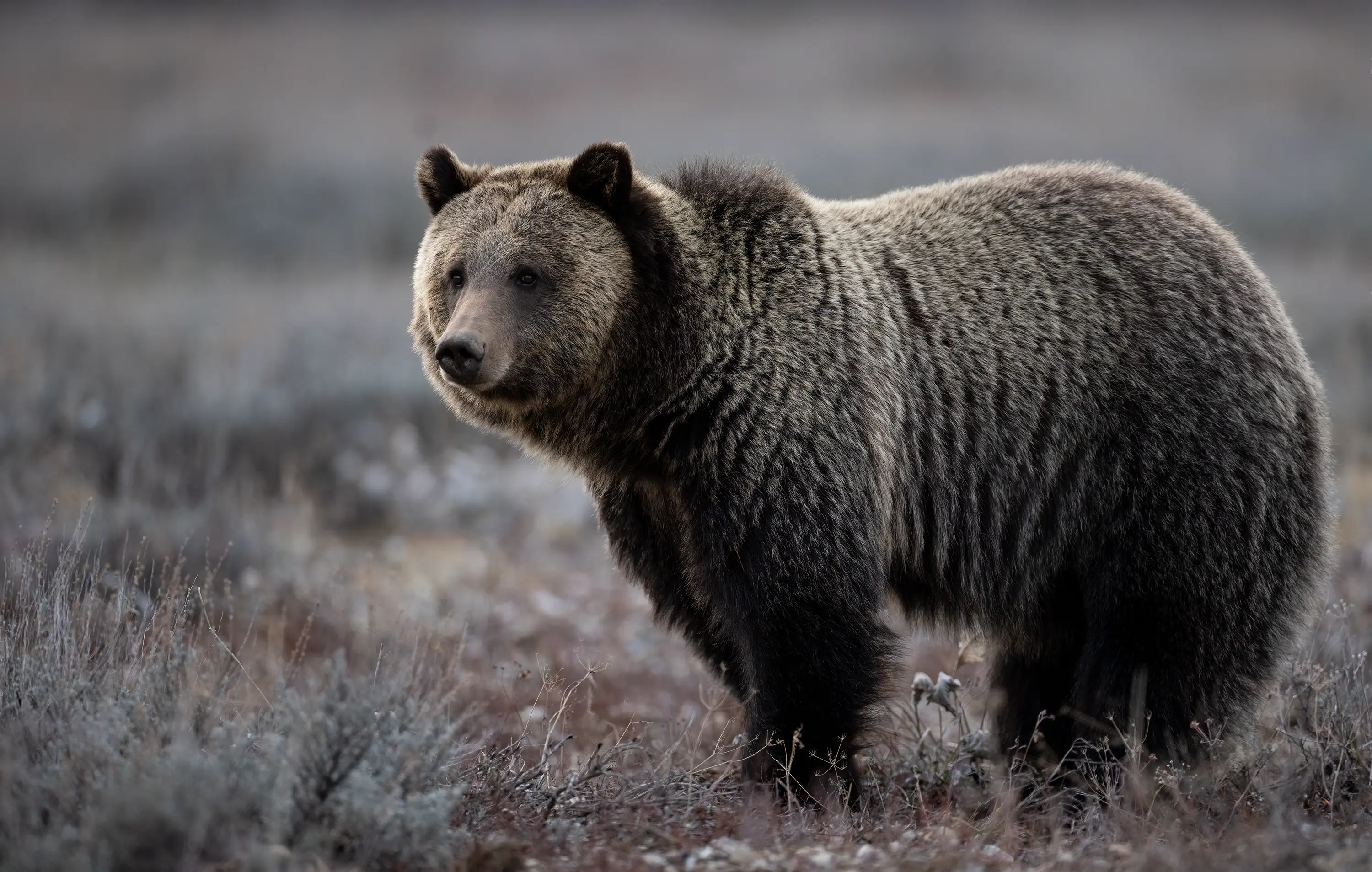 Urso-pardo (grizzly) fotografado no Parque Nacional Glacier