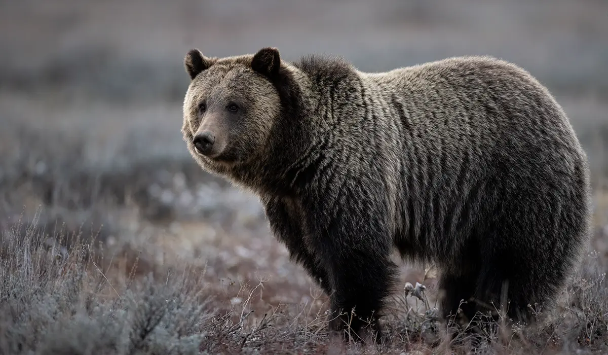 Urso-pardo em Montana