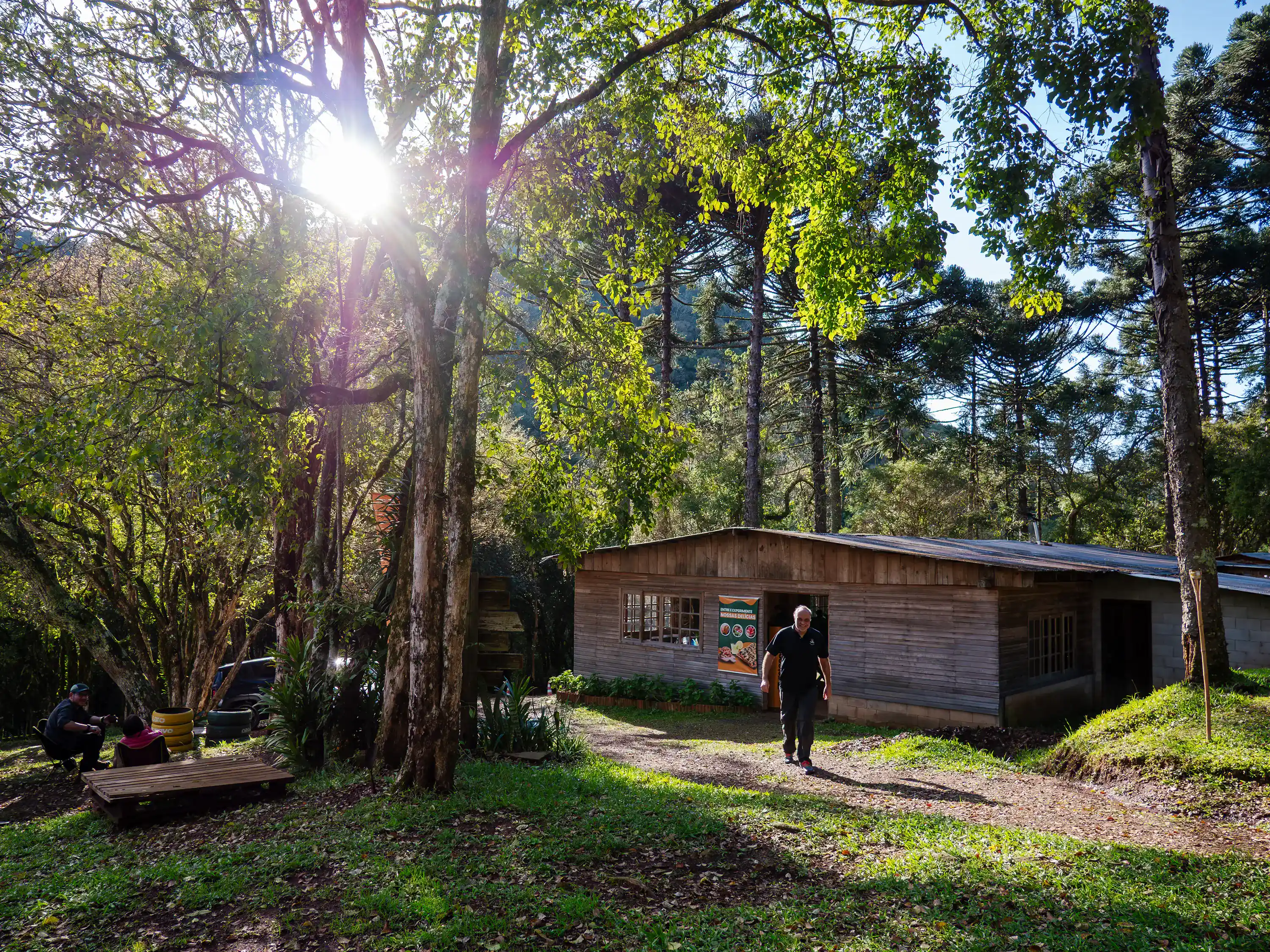 Manhã ensolarada entre araucárias no Grutão Ecoparque, em Caxias do Sul