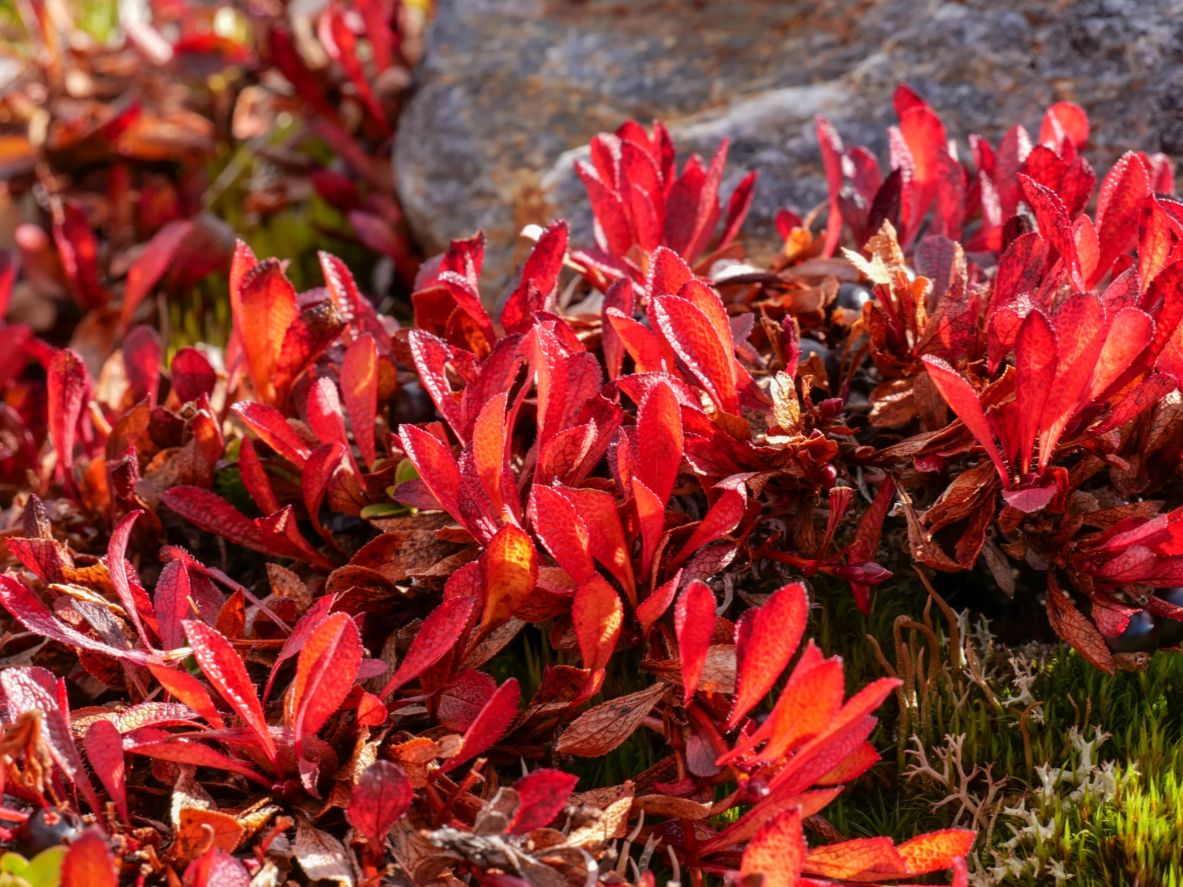 As cores do outono na vegetação rasteira junto à trilha.