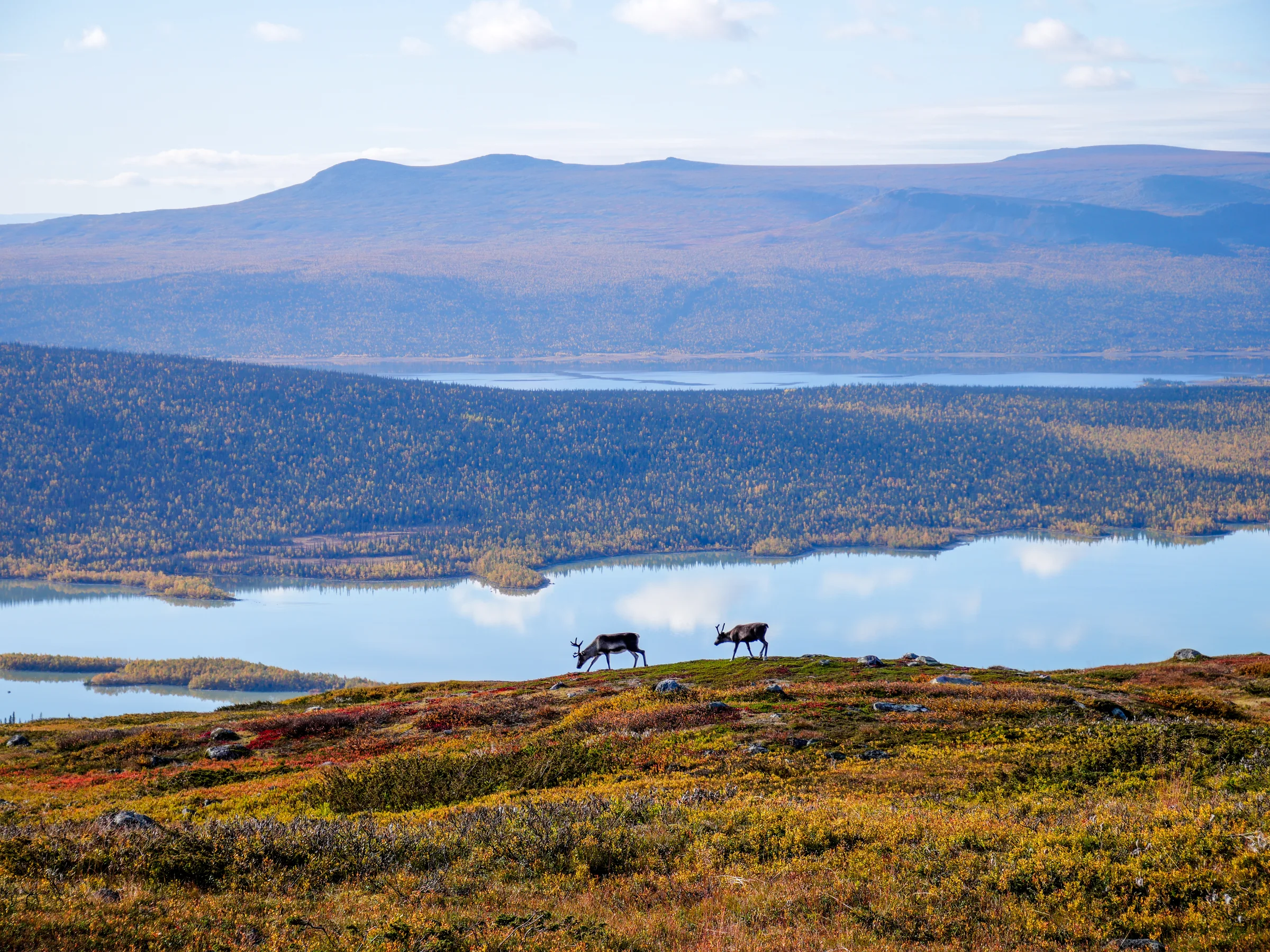 Lagos, montanhas e vegetação de outono revelam a escala da paisagem atravessada pela Kungsleden.