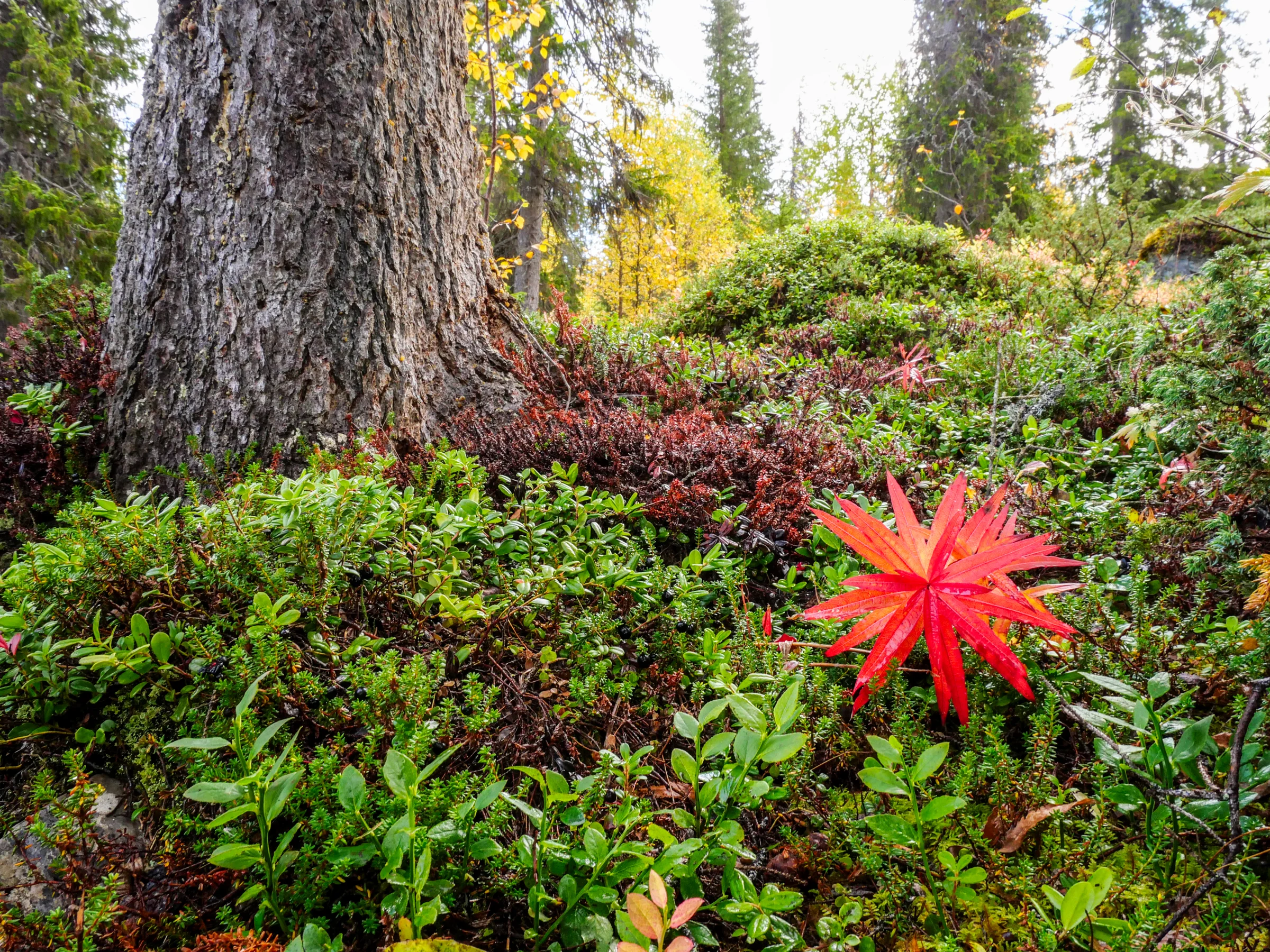 Musgos e plantas cobrem o solo da floresta: a natureza que a trilha precisa ajudar a preservar.