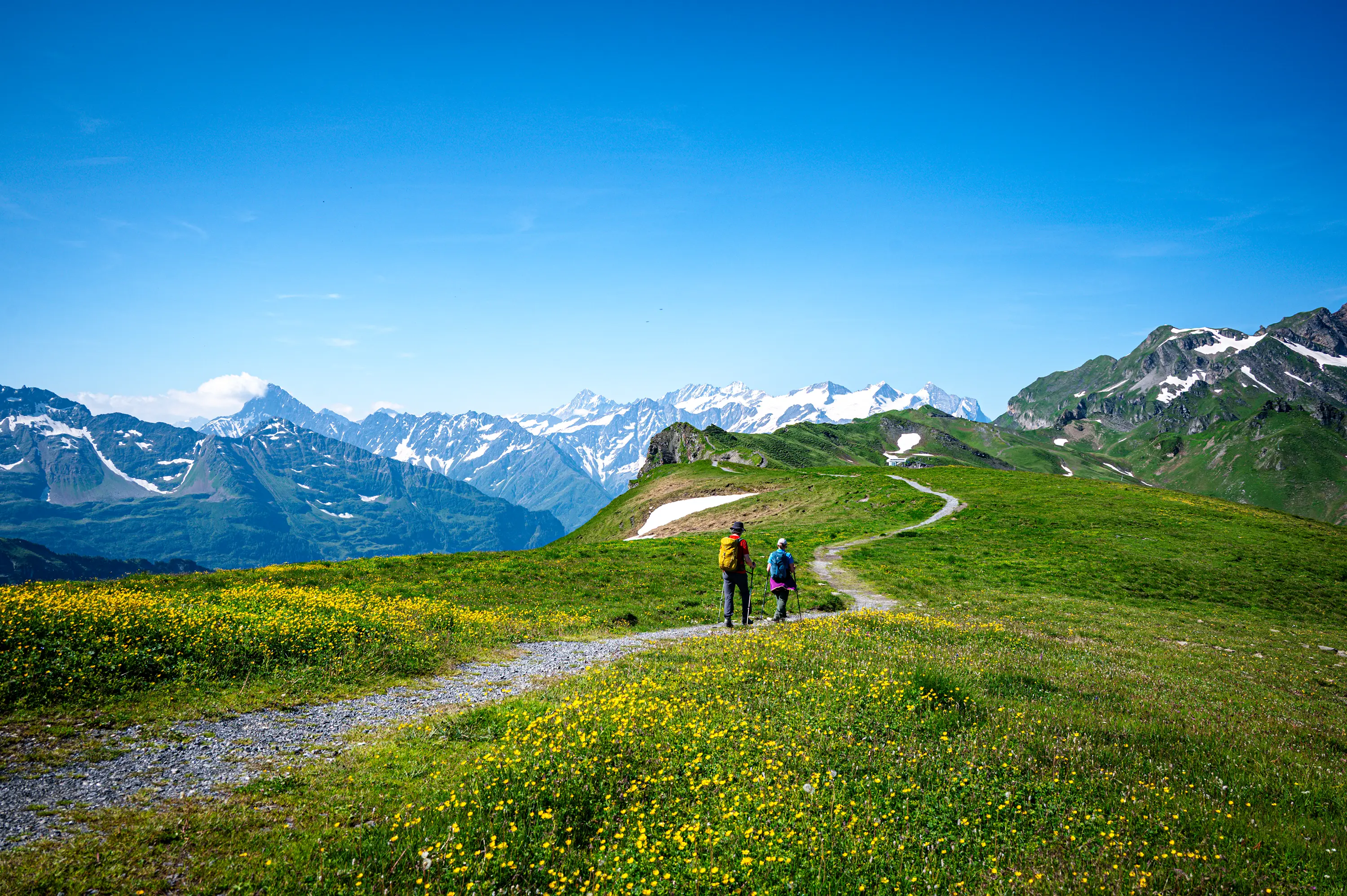 Caminhantes seguem por uma trilha entre campos floridos e montanhas dos Alpes suíços.