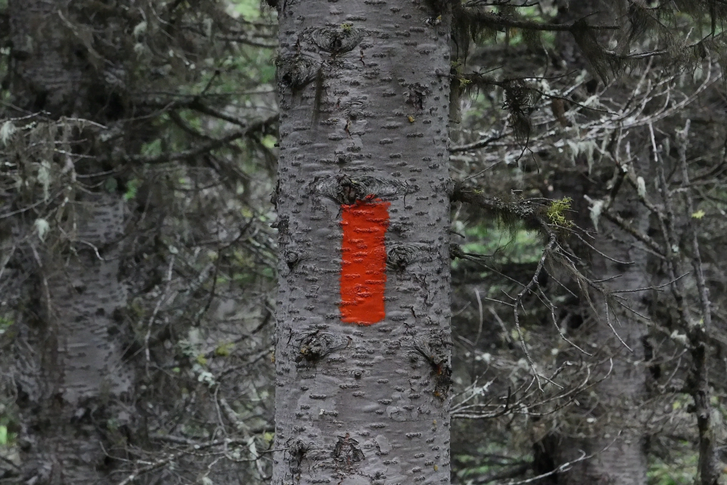 Uma marca retangular laranja, ou blaze, indica o caminho entre as árvores na Great Divide Trail.