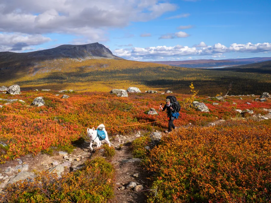 Caminhada entre as cores de outono da Kungsleden, na Lapônia sueca